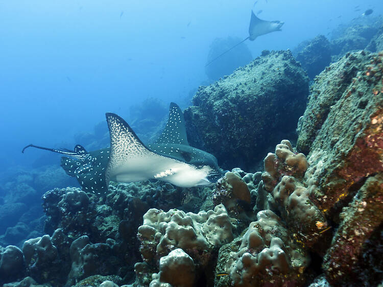 Get up close to spotted eagle rays Get up close to spotted eagle rays