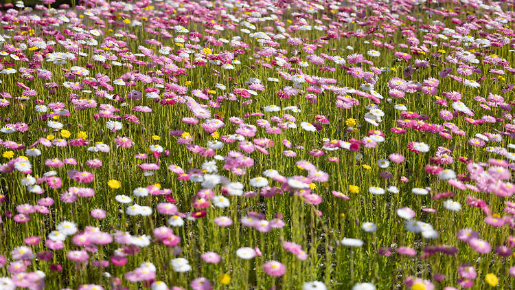 Paper daisies bloom at Australian Botanic Garden Mount Annan