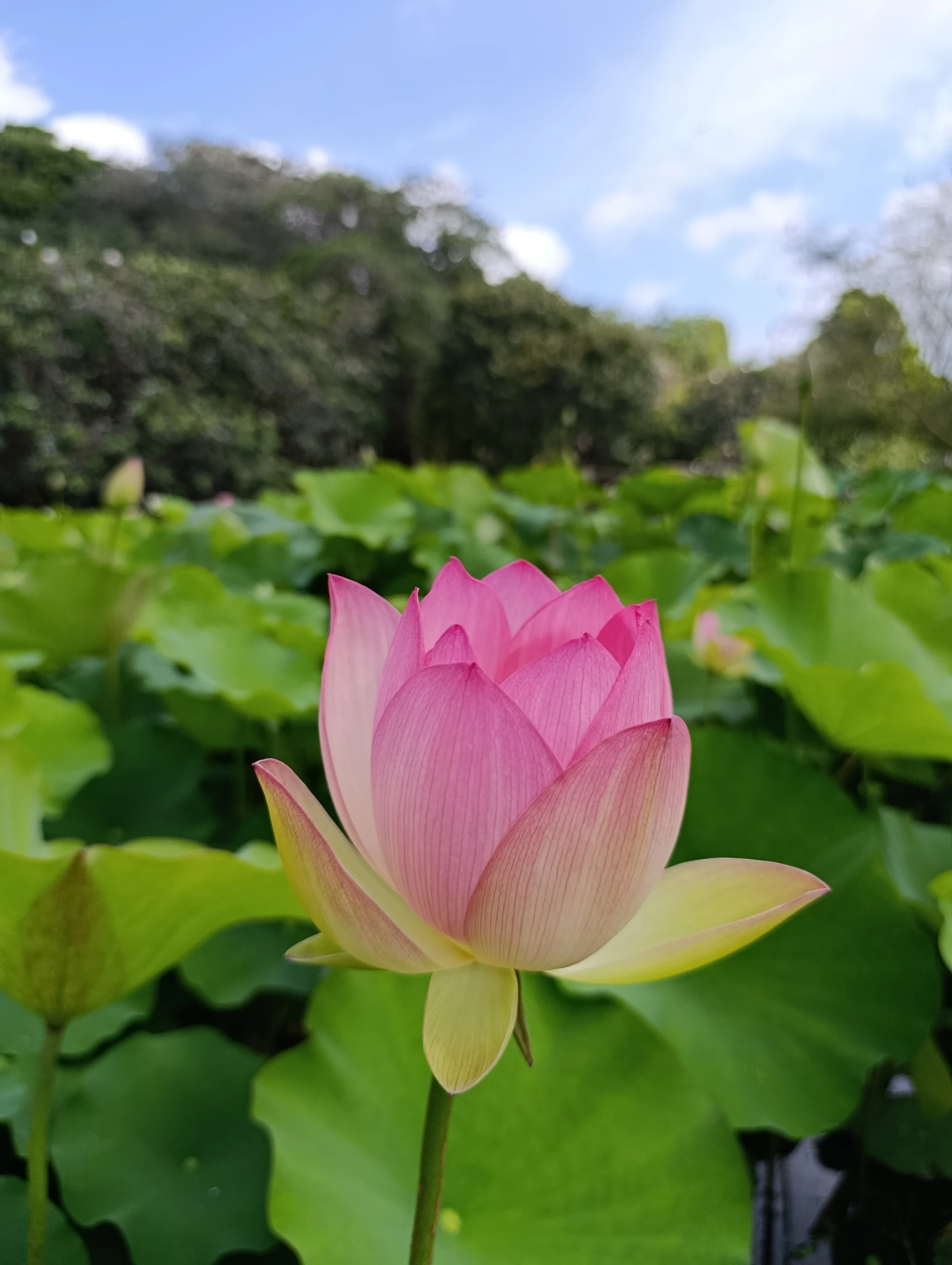 Lotus flower at Durban Botanic Gardens. 