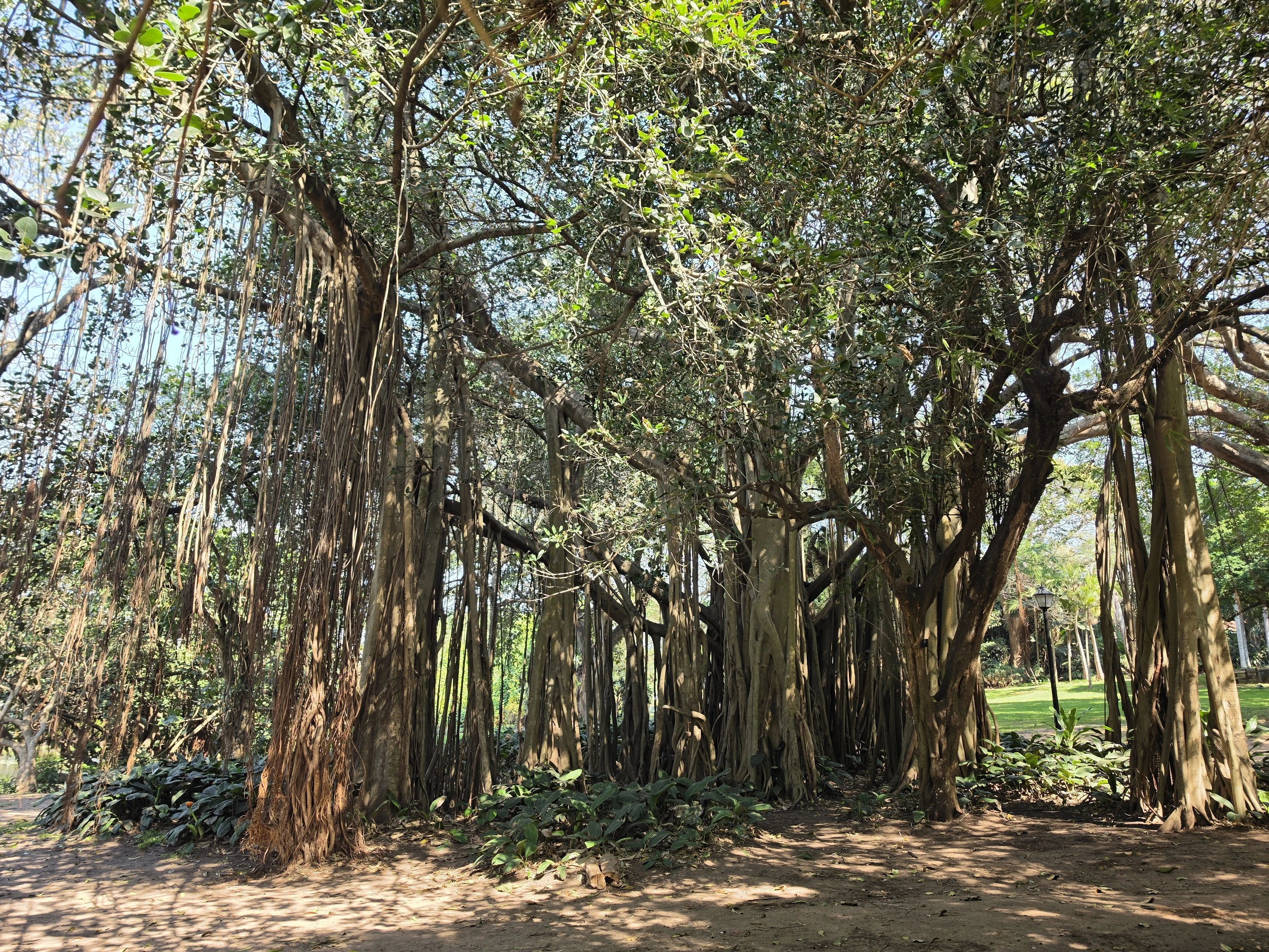 Some of the trees are believed to be more than two centuries old.