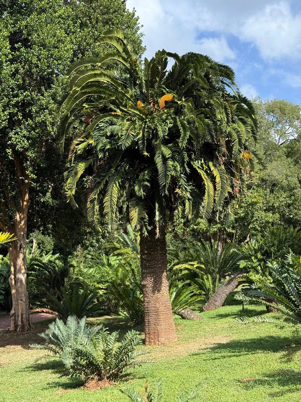 The gardens are considered a green lung in the city. 
