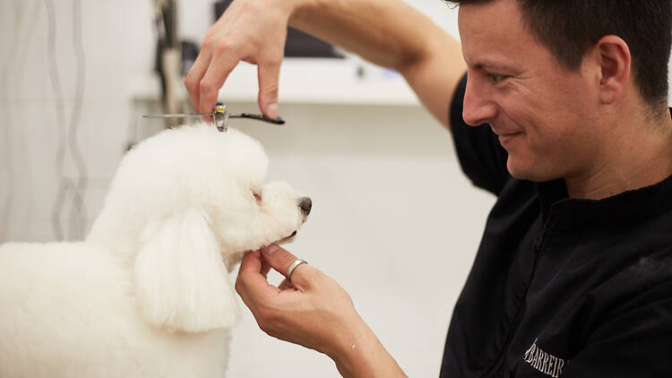 Pet Spa