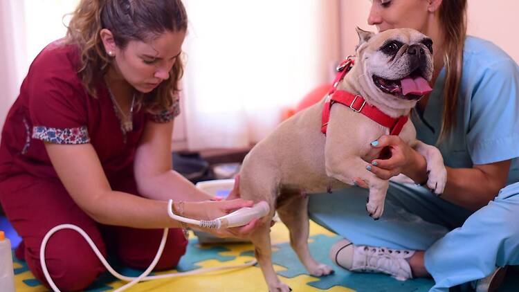 Veterinary Physiatry and Rehabilitation