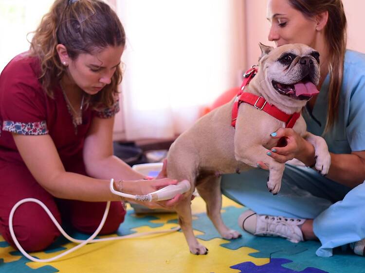Veterinary Physiatry and Rehabilitation