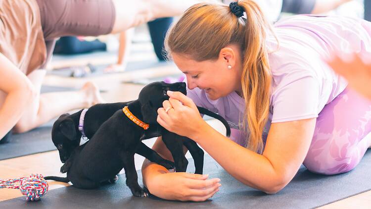 Yoga for Dogs