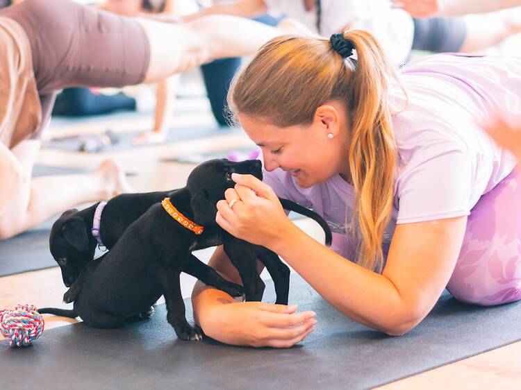 Yoga for Dogs