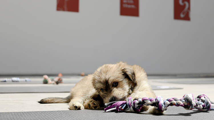 10 Pet Services You Didn’t Know Existed in Buenos Aires
