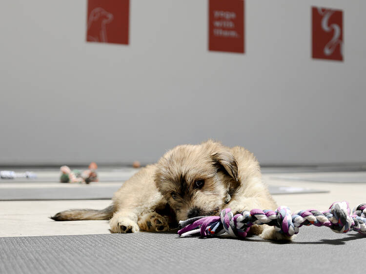 10 Pet Services You Didn’t Know Existed in Buenos Aires