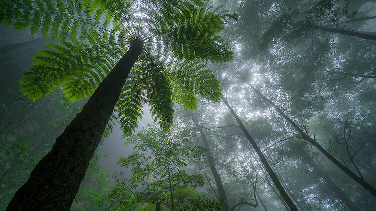 Scenic World rainforest The rainforest canopy in Scenic World