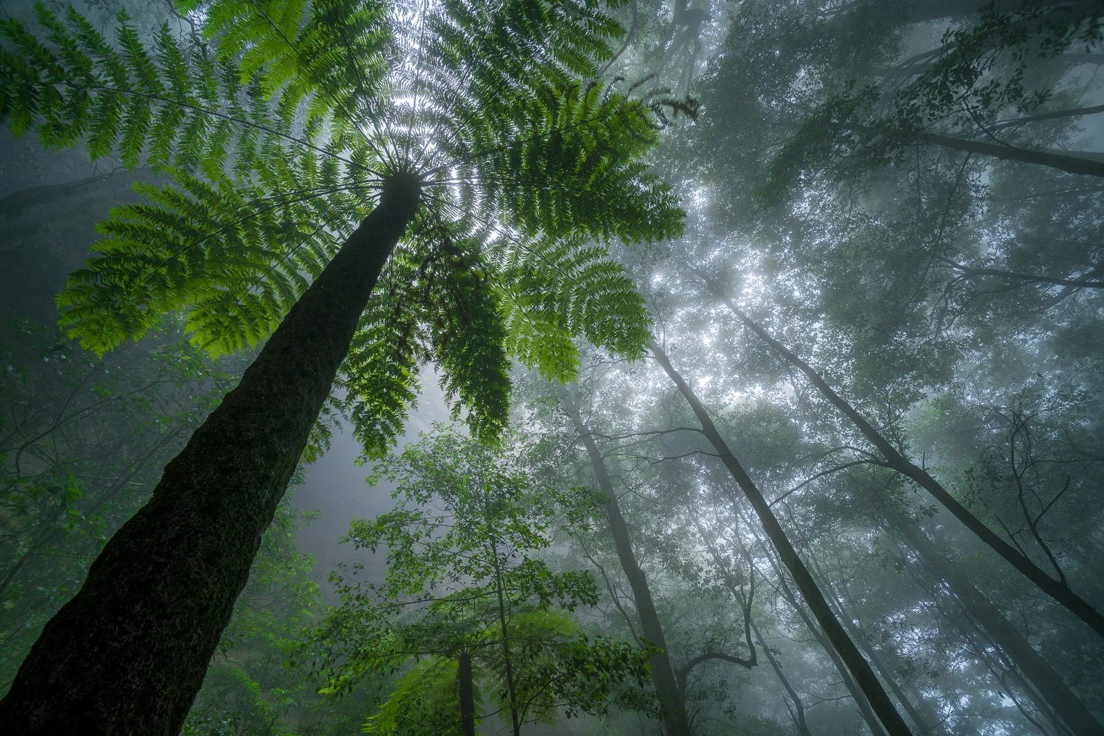 The rainforest canopy in Scenic World