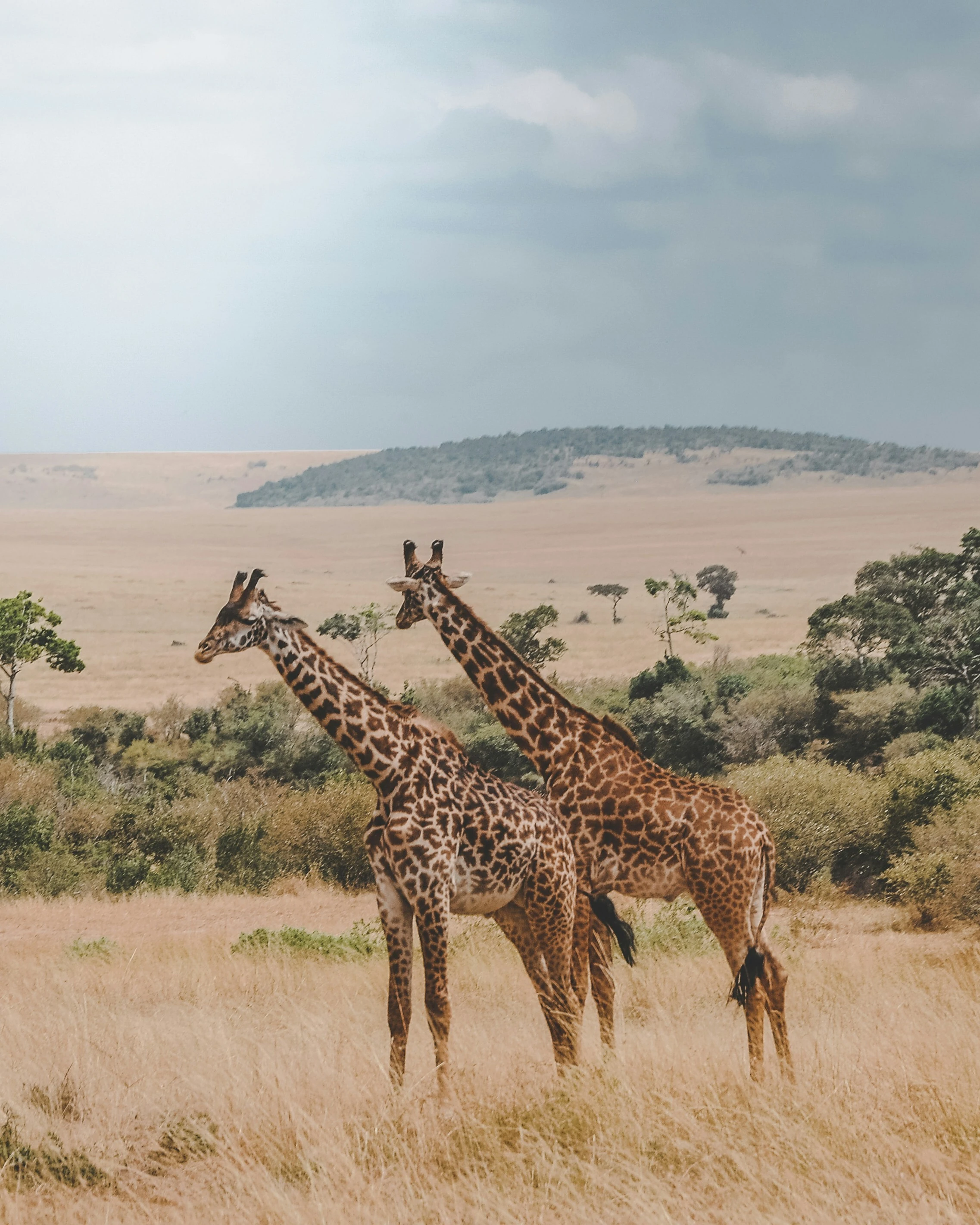 Safari experiences were among the many winners at the World Travel Awards Africa. 
