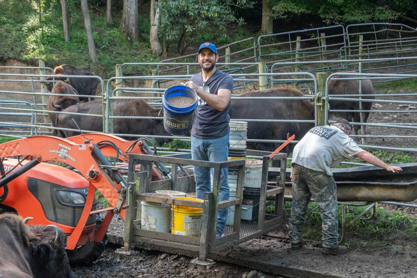 Feeding the bison in Buffalo Creek