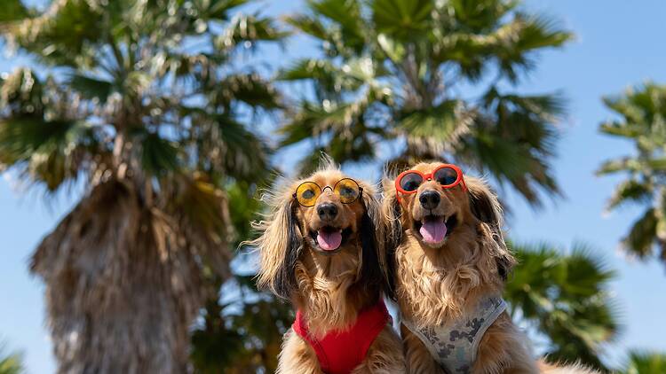 Dogs Dogs with sunglasses
