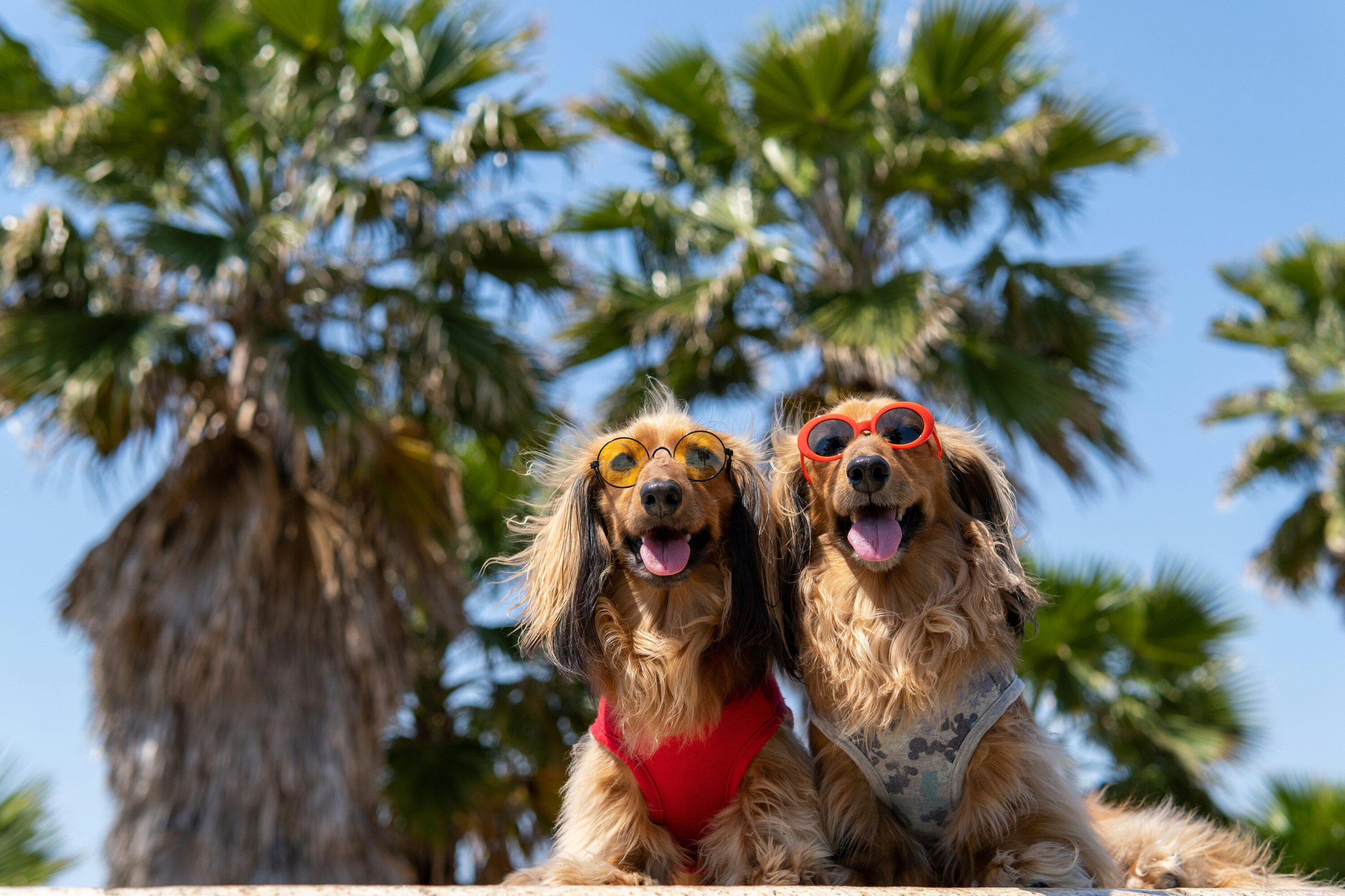 Australia’s most dog-friendly holiday destination has been revealed