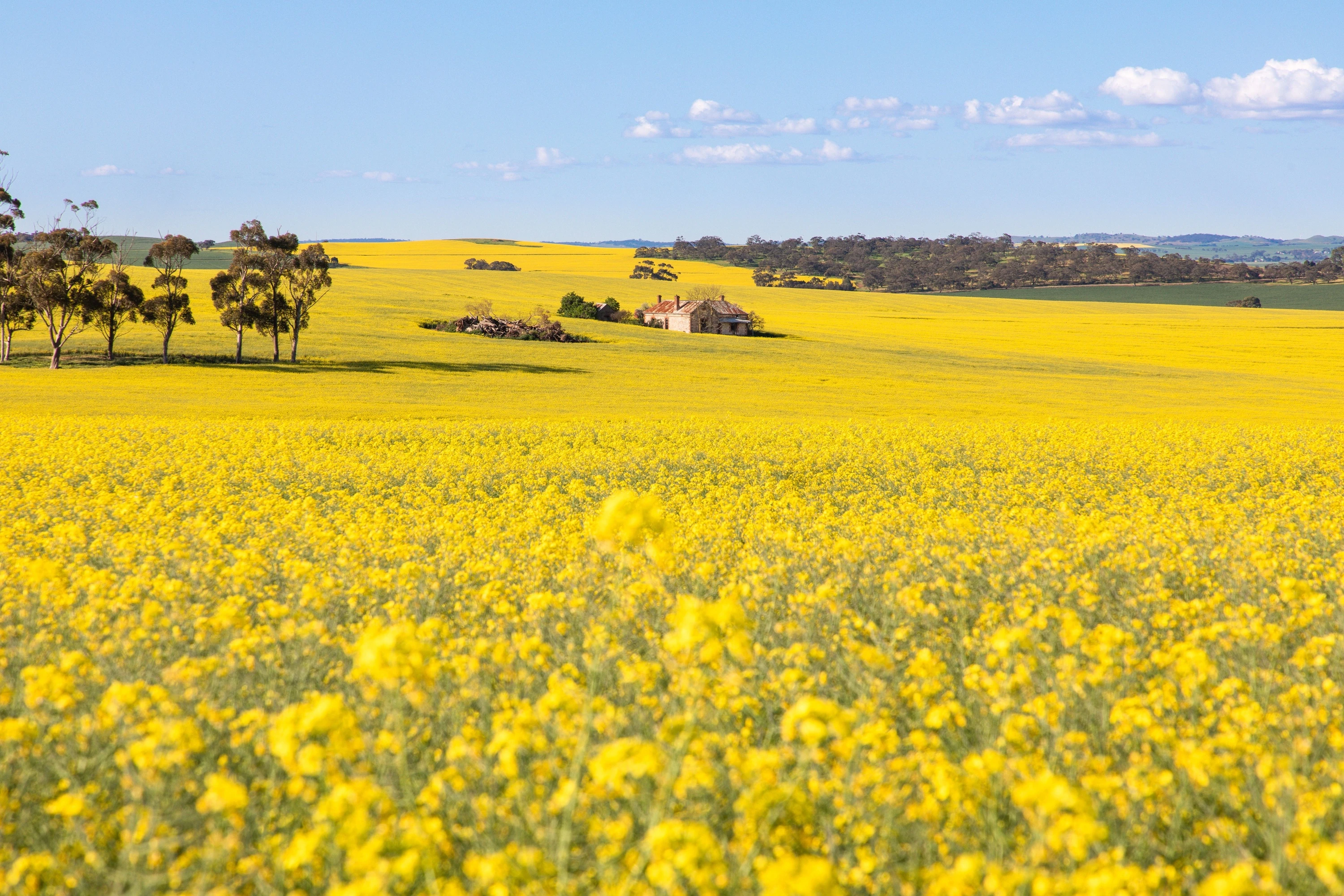 Canola fields in the Clare Valley