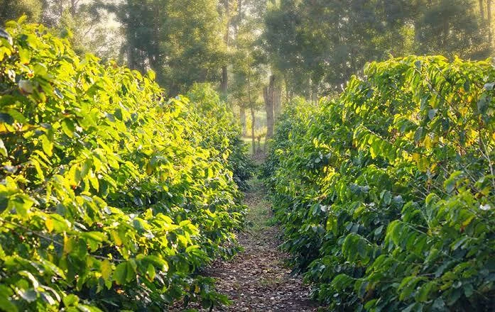 This KZN South Coast coffee estate is a great way to experience the local flavours. 