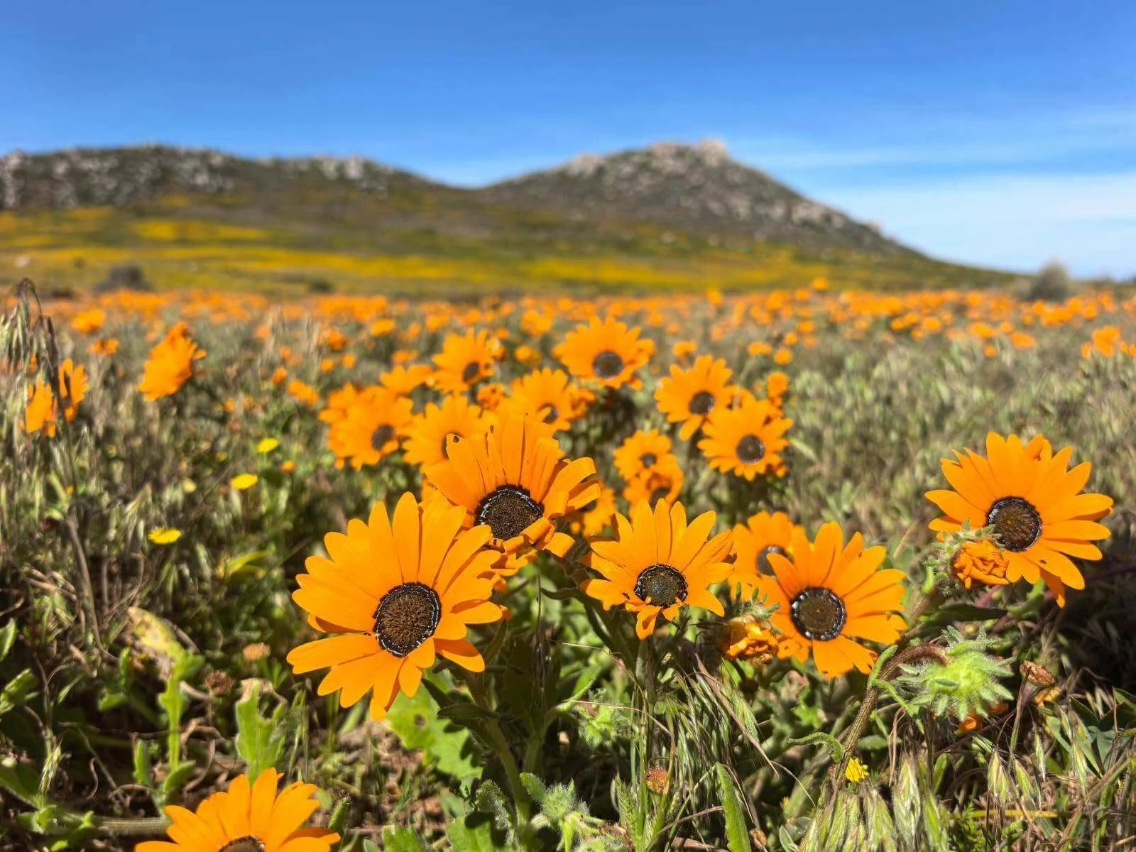 Don't just go to see the animals this National Parks Week, spend time with the plants and colour your life with blooming flowers too.