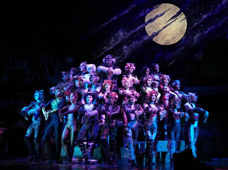 Cat musical header Cat musical