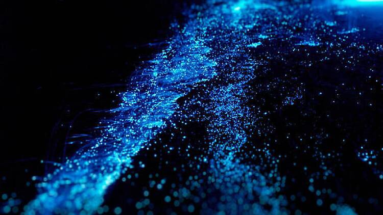 Passeio de barco: experiência da bioluminescência