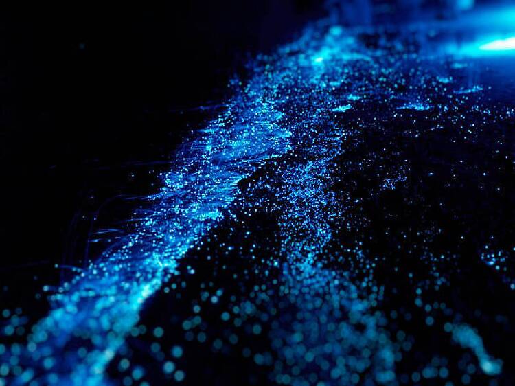 Passeio de Barco: Experiência da Bioluminescência Passeio de Barco: Experiência da Bioluminescência
