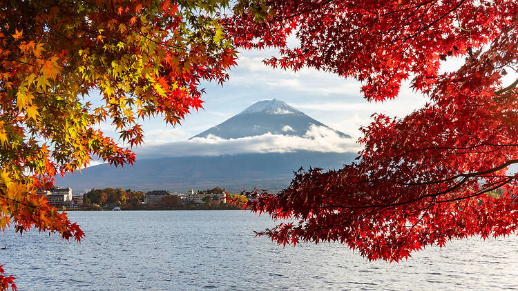 Mt Fuji autumn leaves Mt Fuji autumn leaves