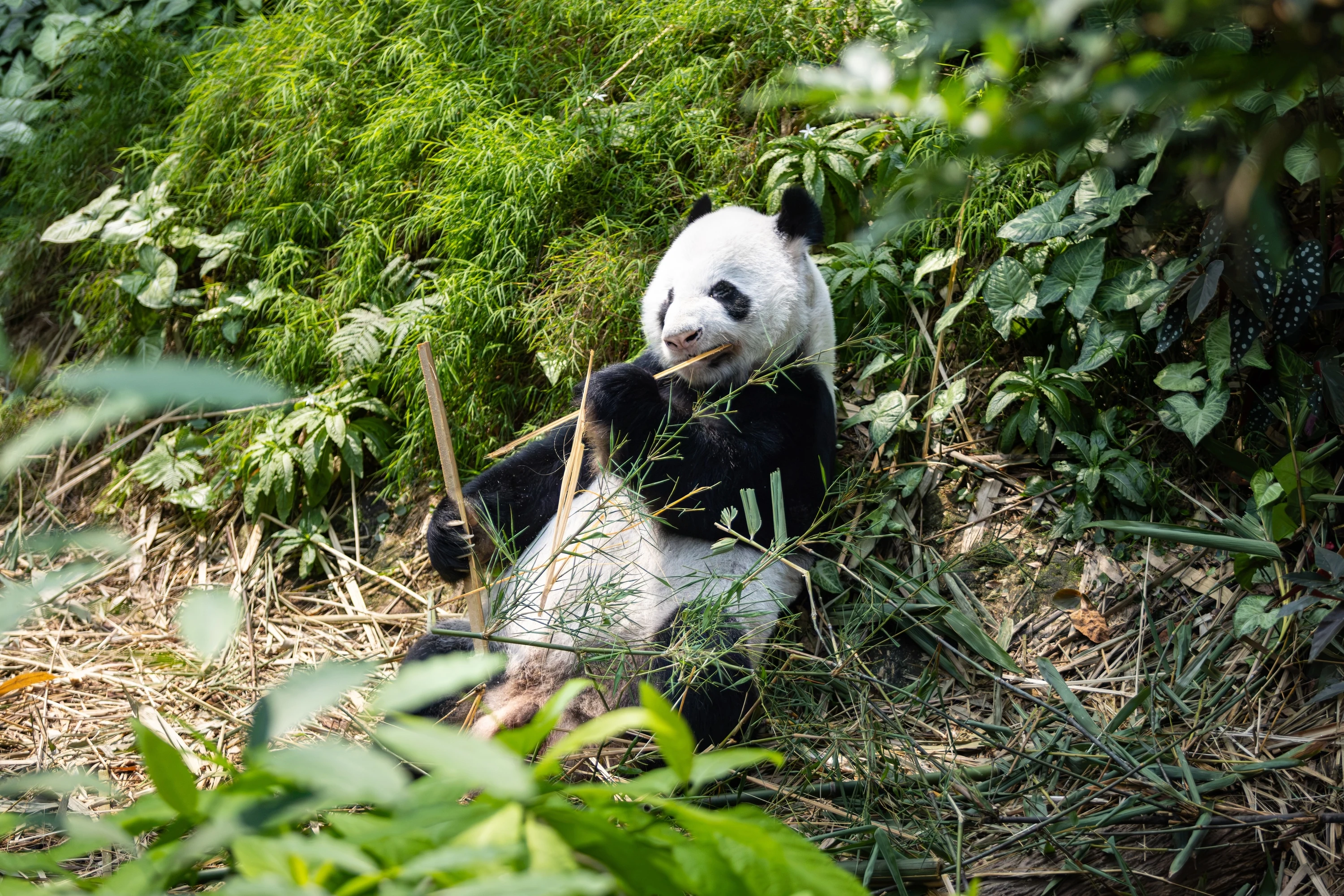 Kai Kai Panda