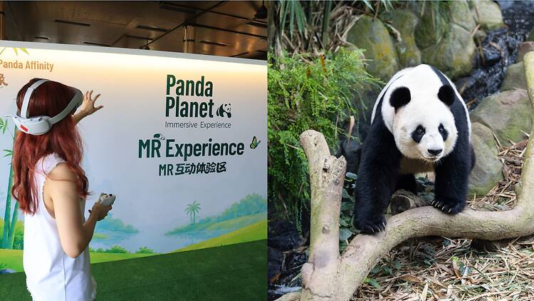 (Left) Panda Planet (Right) Jia Jia (Left) Panda Planet (Right) Jia Jia