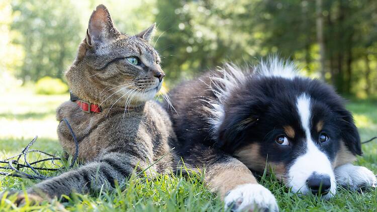 cat and dog The Mother City is a place of dog walkers, cat people, bird enthusiasts, horse lovers.