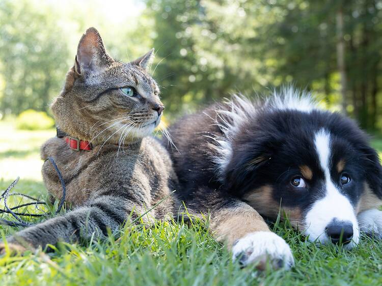 Suggested animal by-laws: 7 things Cape Town fur parents should know