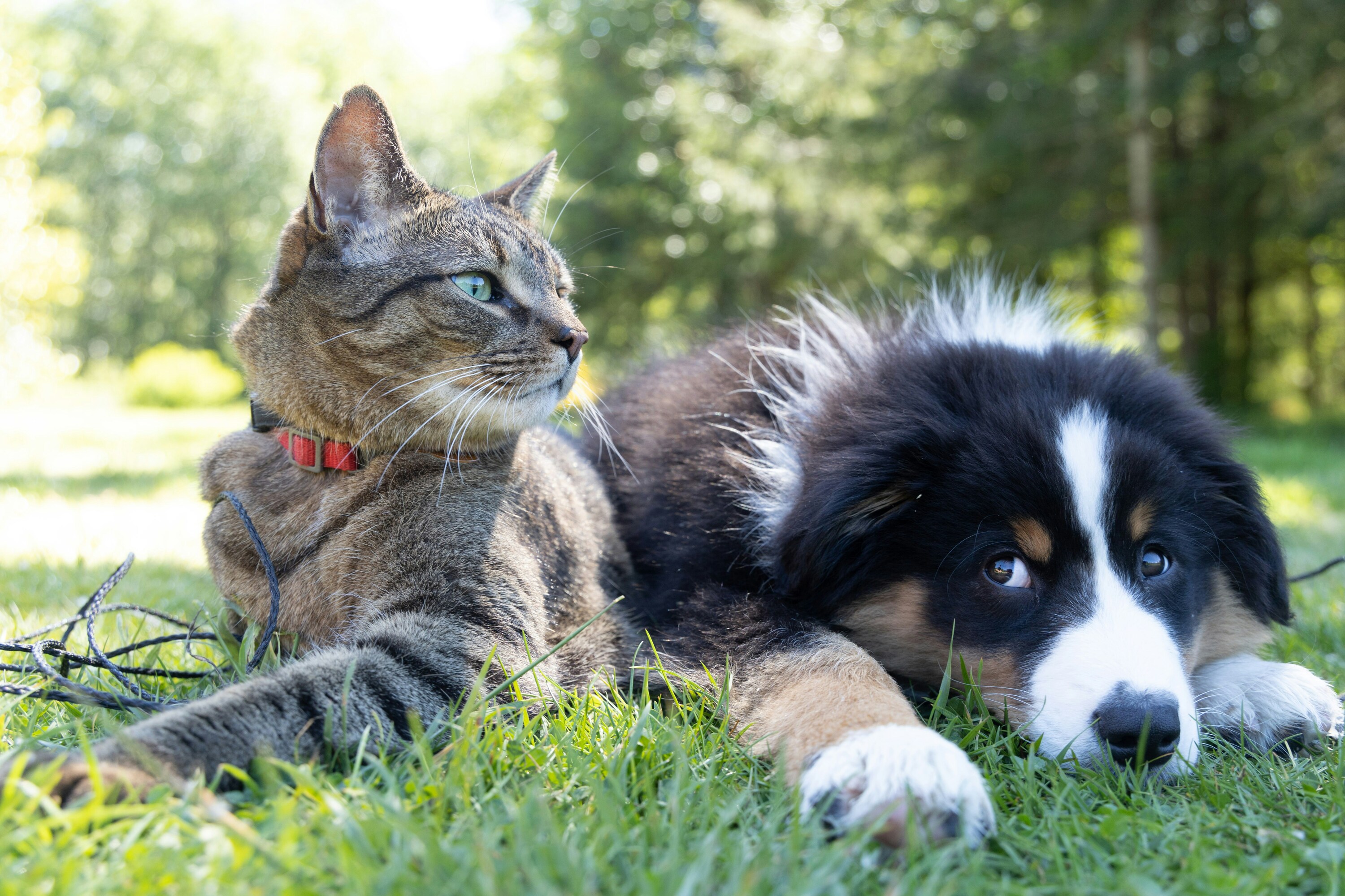 Suggested animal by-laws: 7 things Cape Town fur parents should know