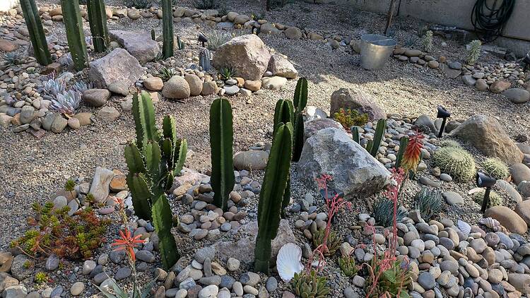 A cactus garden bed