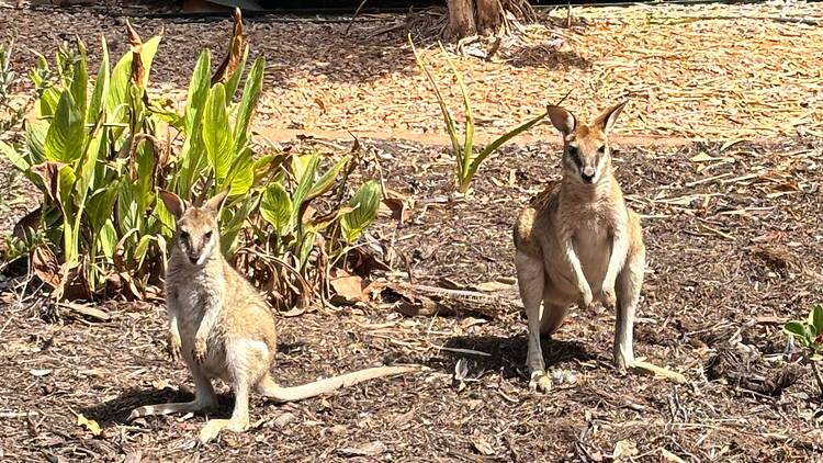 Wallabies