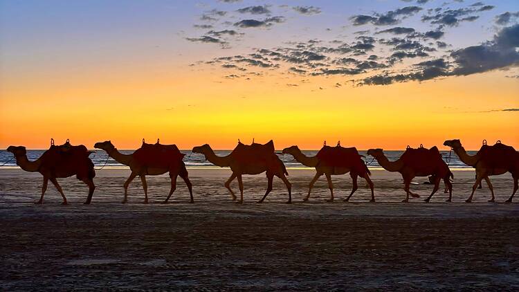 Go for a sunset camel ride on Cable Beach Go for a sunset camel ride on Cable Beach