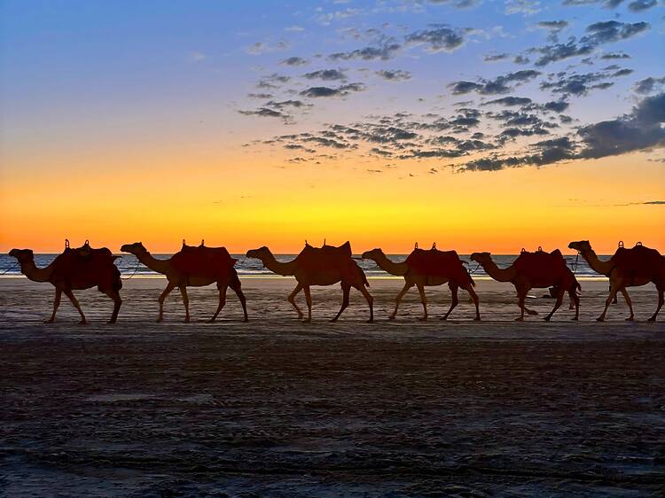 Go for a sunset camel ride on Cable Beach Go for a sunset camel ride on Cable Beach