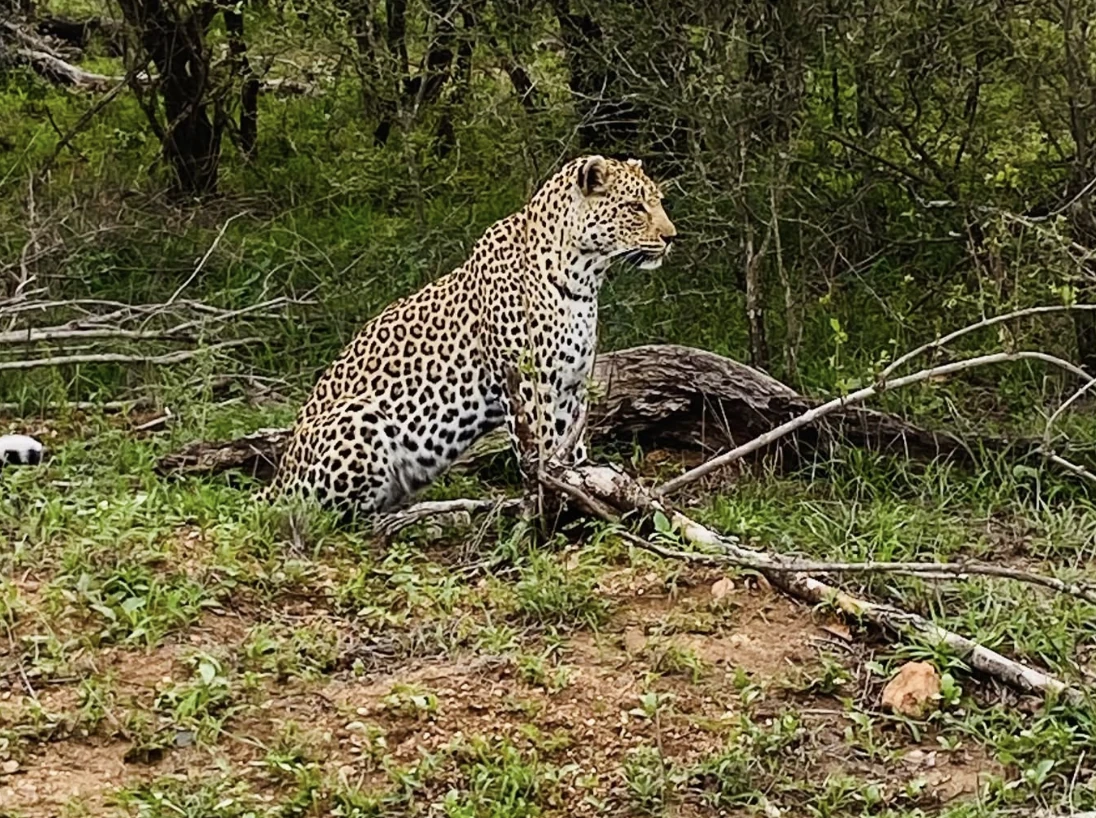 Spot a leopard, hippos and so much more at the Elephant Walk. a bookinga t the Hazyview Cabanas today and visit at a later date.