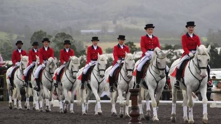 The famous South African Lipizzaners are heading to Karkloof this October. Expect magnificent horses, classical dressage, music and spectacular equestrian performances at Karkloof Polo Club. The famous South African Lipizzaners are heading to Karkloof this October. Expect magnificent horses, classical dressage, music and spectacular equestrian performances at Karkloof Polo Club.