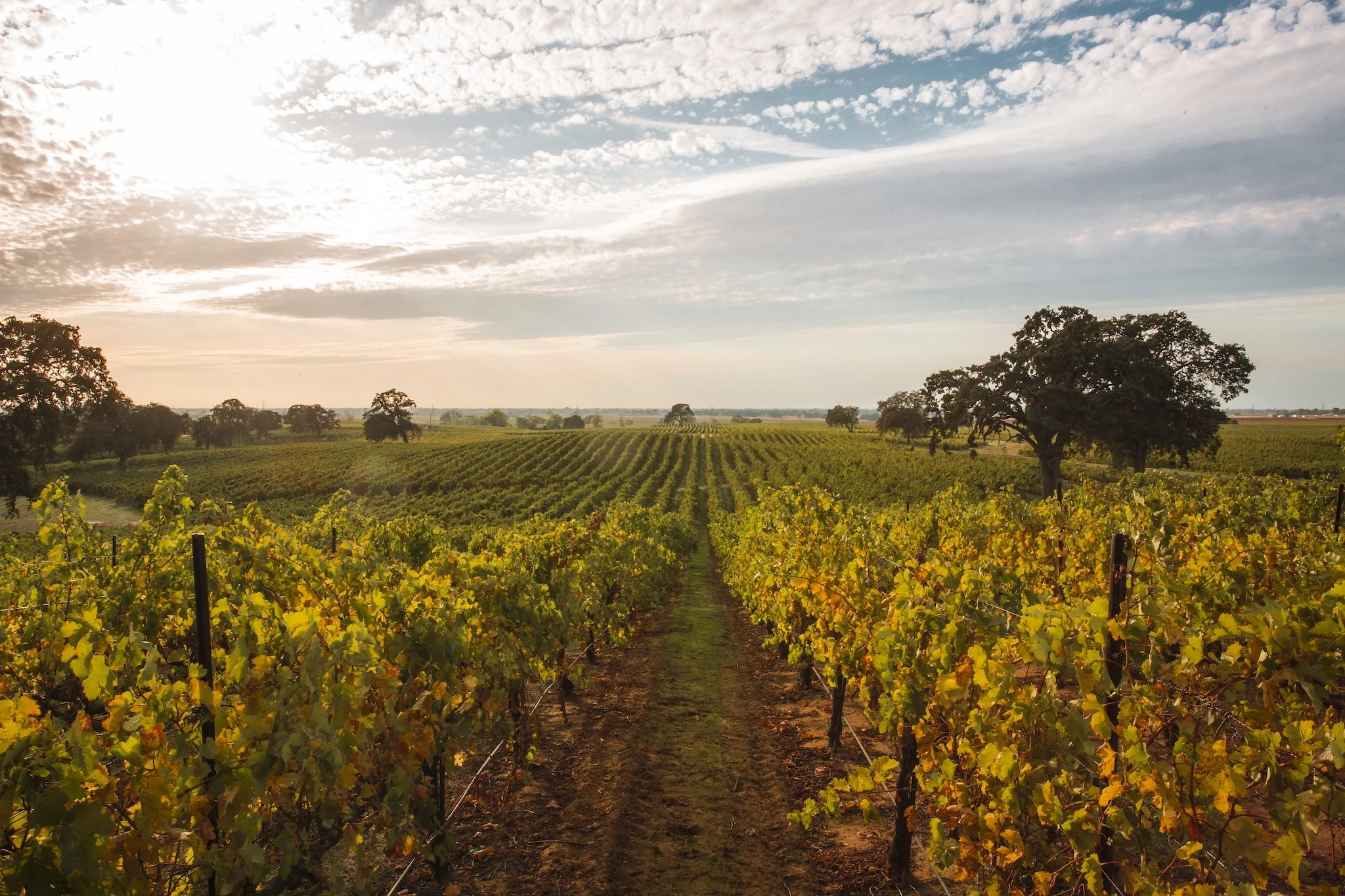 Autumn Leafed Vineyard