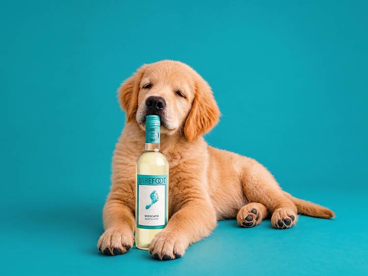 Tu follow vale 5 pesos para apoyar a este albergue de perritos Tu follow vale 5 pesos para apoyar a este albergue de perritos