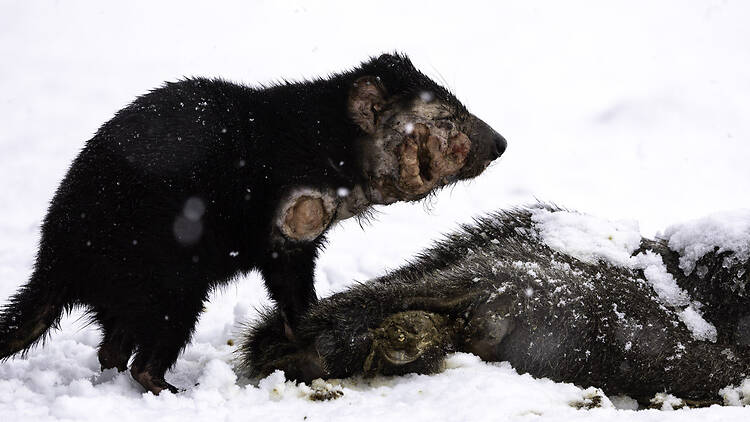 a Tasmanian Devil affected by  devil facial tumour disease fights to survive in Tasmania's Central Plateau