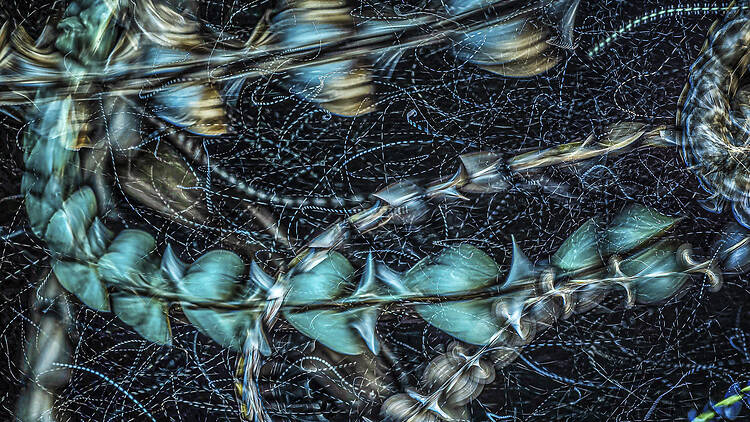 A long exposure captures colourful trails left by insects circling beneath a streetlight in Kununurra