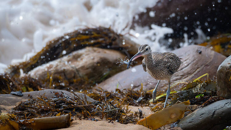 A whimbrel races an incoming wave with a crab in its  beak at Long Reef Aquatic Reserve