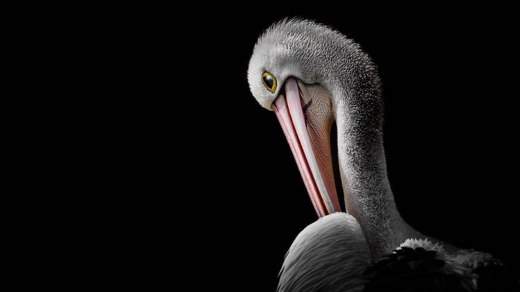 A striking portrait of an Australian pelican