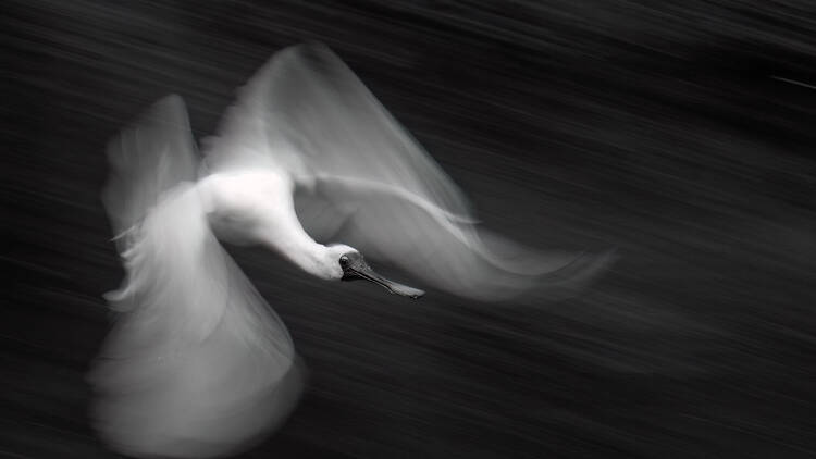 A slow-shutter panning shot of a  Royal Spoonbill 