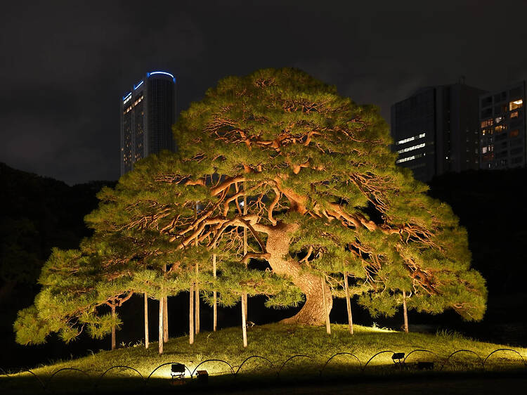 夜間特別開園 小石川後楽園 深山光葉を楽しむ 夜間特別開園 小石川後楽園 深山光葉を楽しむ