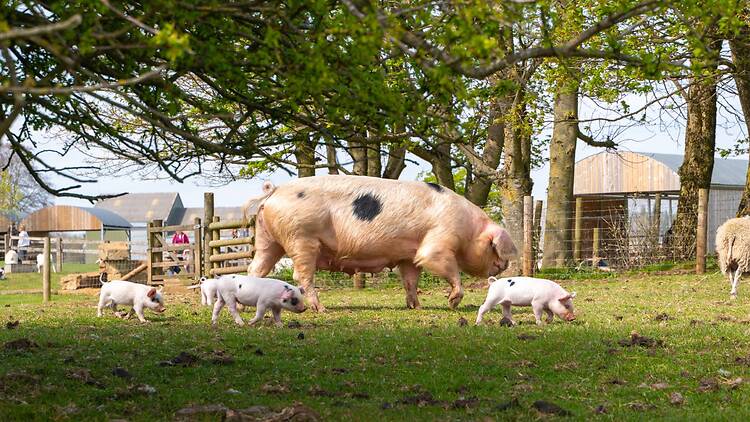 Cotswolds Farm Park