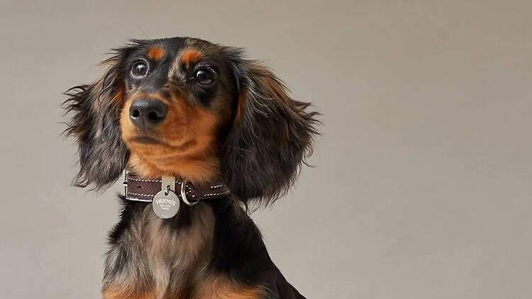 Maurice Auction Collier pour chien