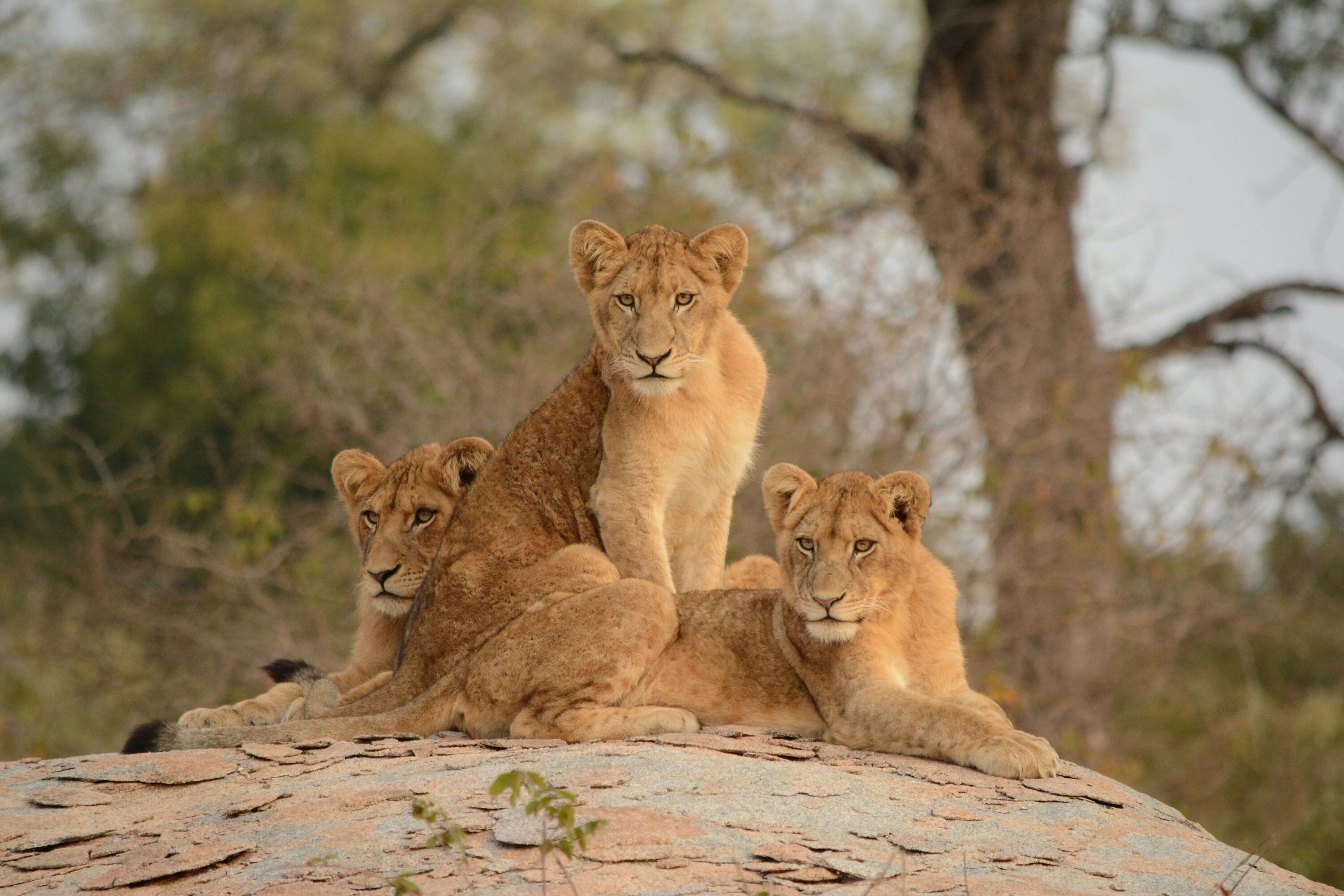 The Kruger National Park is the flagship of SANParks and well worth a visit. 