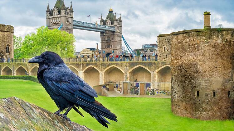 Tower of London and a raven Tower of London and a raven