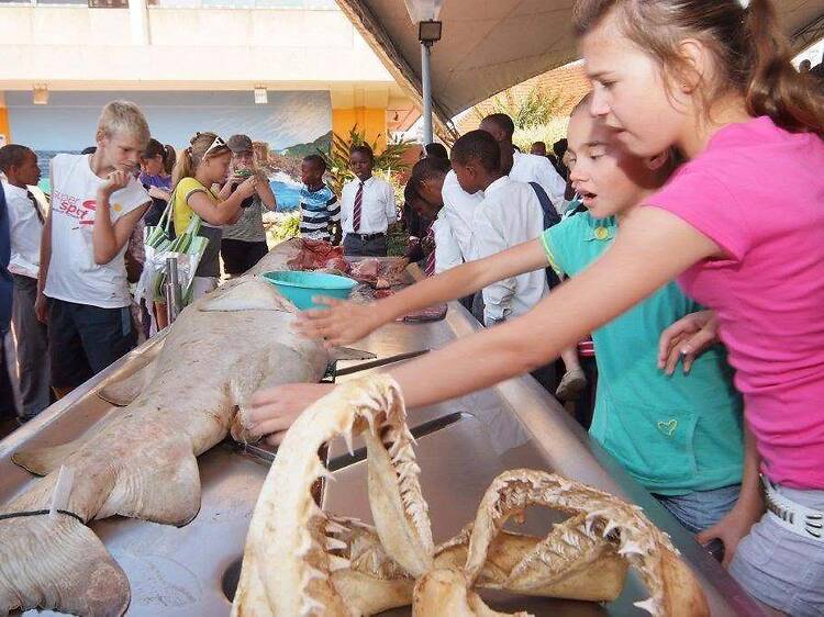 See what lies beneath Durban’s waves See what lies beneath Durban’s waves