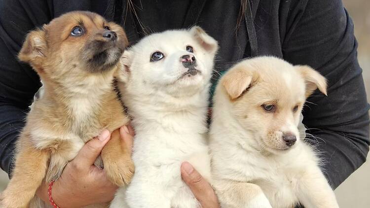 Not Another Pet Fair